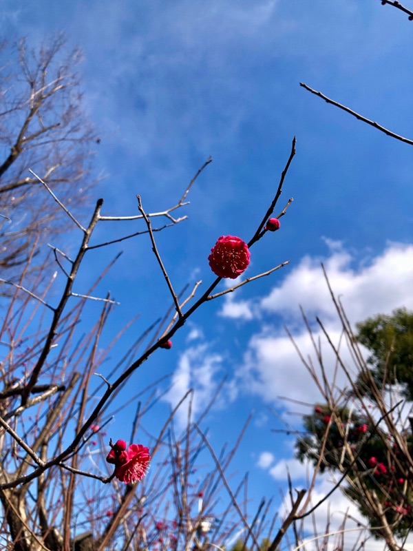 梅の花も、わーい!て感じ photo
