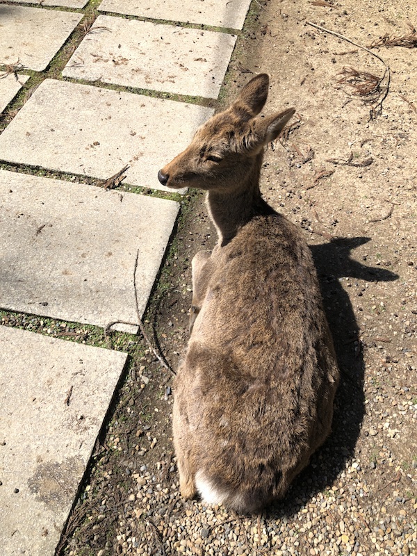 人馴れしすぎて無の境地 photo